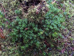 Polytrichastrum alpinum