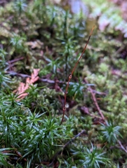 Polytrichastrum alpinum