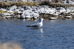 Larus delawarensis