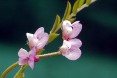 Vicia disperma