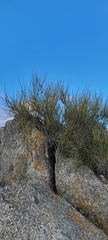 Ephedra californica