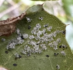 Aleuroplatus coronata