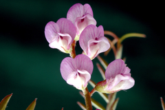Vicia disperma