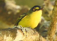 Todirostrum poliocephalum