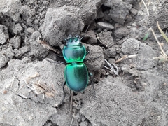 Pasimachus mexicanus