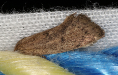 Syncometes vilis