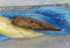 Syncometes vilis