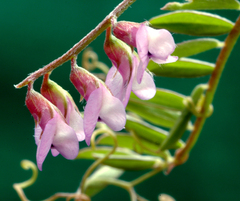 Vicia disperma