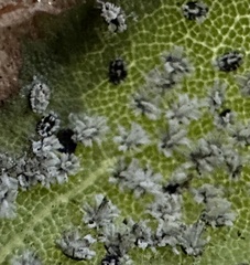 Aleuroplatus coronata