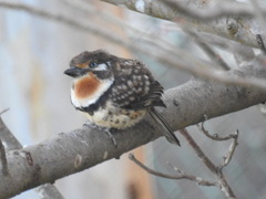 Hypnelus ruficollis