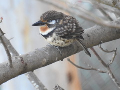 Hypnelus ruficollis