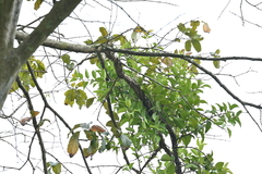 Macrosolen cochinchinensis