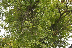 Macrosolen cochinchinensis