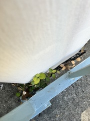 Dichondra carolinensis