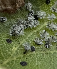 Aleuroplatus coronata