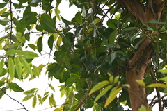 Macrosolen cochinchinensis