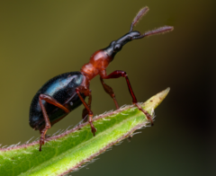 Cylas formicarius