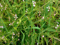 Vicia disperma