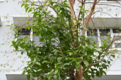 Dendrophthoe pentandra