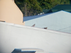 Geopelia striata