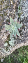 Dudleya arizonica