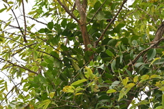 Macrosolen cochinchinensis