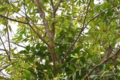 Macrosolen cochinchinensis