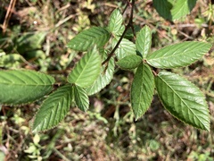 Rubus cuneifolius