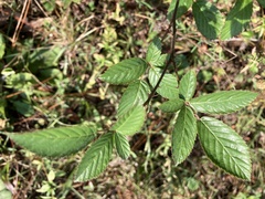 Rubus cuneifolius