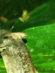 Dendropsophus columbianus
