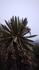 Espeletia hartwegiana