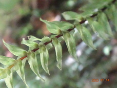 Cyathophorum bulbosum
