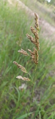 Anthoxanthum repens