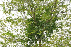 Macrosolen cochinchinensis