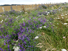 Vicia villosa