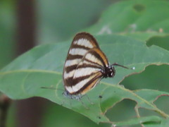 Arawacus separata