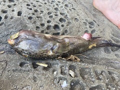 Sphoeroides annulatus