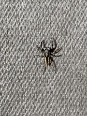 Menemerus bivittatus