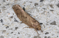 Syncometes vilis