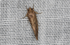 Syncometes vilis