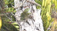 Sceloporus malachiticus