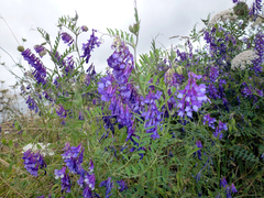Vicia villosa