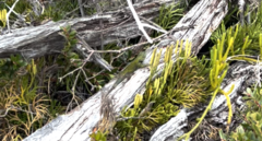 Sceloporus malachiticus