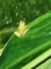 Dendropsophus columbianus