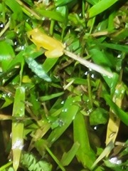 Dendropsophus columbianus