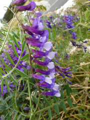 Vicia villosa