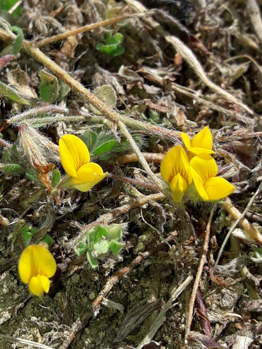 Lotus subbiflorus iNat (2)