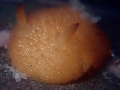 Acanthodoris lutea