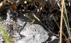Sceloporus malachiticus