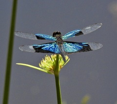Rhyothemis resplendens